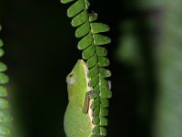 Kameleon 3